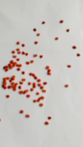 BENIH BIJI CABE RAWIT MERAH KALIBER PAKET 50 BUTIR CABAI RAWIT MERAH CABE RAWIT KALIBER