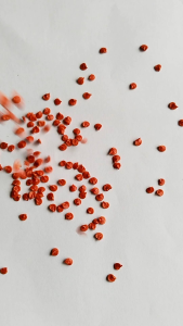 BENIH BIJI CABE RAWIT ORI 212 PAKET 100 BUTIR BENIH BIJI CABE AURA SEED