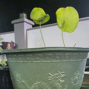 水培花盆无孔大号龙缸盆特大号睡莲碗莲荷花专用塑料盆