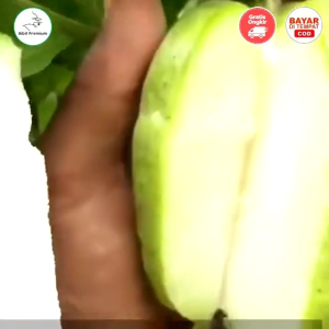 Bibit Buah Unggul Jambu Kristal Putih Jumbo Non Biji 🌱 Hasil Okulasi Sudah Berbuah Cocok Untuk Perkebunan Maupun Tambulapot Siap kirim" Seluruh Nusantara Bisa COD (Bayar Setelah Barang Ditrima Silahkan Langsung Di cekout