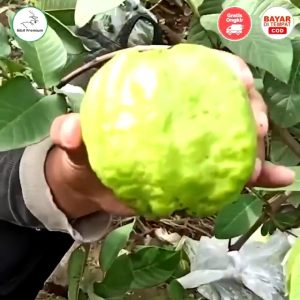 Bibit Buah Unggul Jambu Kristal Sukun Putih Tanpa Biji Rasa Buah Manis Dan Jumbo Daging Buah Renyah. Asal Bibit Cangkok Sudah Berbuah Cocok Untuk Tambulampot. Media Tanam Tanah Humus Dan Sekam