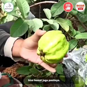 Bibit Buah Unggul Kristal Sukun Merah Tanpa Biji Rasa Buah Manis Dan Jumbo Daging Buah Renyah. Asal Bibit Cangkok Sudah Berbuah Cocok Untuk Tambulampot