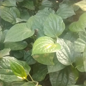 jual daun karuk segar 250 gram