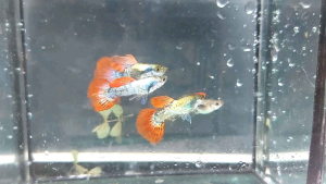 Big Ear Guppy Mosaic Rijek 1 Pair Fish Aquarium Pet Supplies