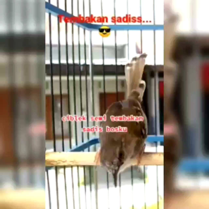 gacor dor pakan harian dan lomba burung ciblek prenjak