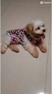 Terno Pet Clothes For Dogs & Cats: Comfortable & Durable Outfits