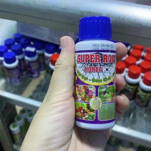 Kích củ rễ kích đọt cây trồng 50ml