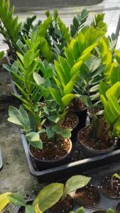 กวักมรกตเขียวขนาดกระถาง 5 นิ้ว กอแน่น Zamioculcas Zamiiofolia