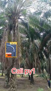 Cali py1 sabit sawit sickle 7Lsize 25-45kaki