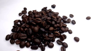 biji kopi robusta dampit