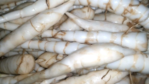 Umbi garut Terigu fresh 1 kg
