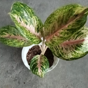 Aglaonema Id Boxer Big Size Mother Plant 7 Leaves Healthy Leaves Healthy Roots in White Pot for Indoor or Outdoor Use