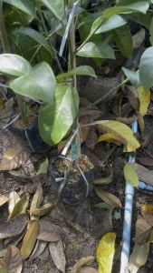 ต้นจำปาดะขวัญสตูลแท้ทาบกิ่ง