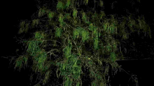 Daun Jayanti ( sesbania sesban ) segar petik saat order