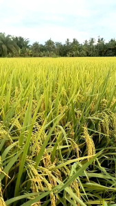 Benih Padi SEDAYU Kemasan 5kg: Panduan Lengkap