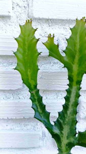 ยูโฟร์เบีย แลคเทีย euphorbia lactea ต้นมีราก 35-45 cm.ต้นมีกิ่งแยกฟอร์มสวยทุกต้นค่ะ