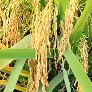 BENIH BIBIT 5 kg PADI CIBATU 06 SUPER BIJI GABAH BERKUALITAS