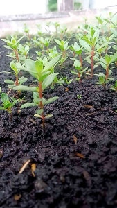 Biji santigi karang 90% berkecambah isi 150 biji.
