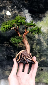 Bonsai Aquascape: Dekorasi Aquarium Elegan