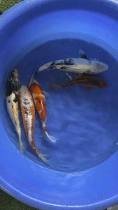 Japan koi import 40-48cm - Marudo & Hoshikin Farm 5pcs at 4400 offer