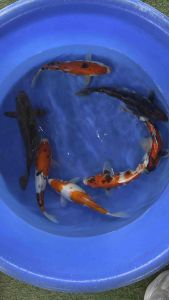 Japan koi import 33-38cm - Marudo & Marusei Farm 7pcs Combo at 4688 offer