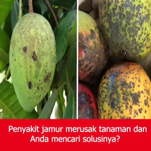 Agrivax Fungicides King - Pembasmi Jamur dan Hama