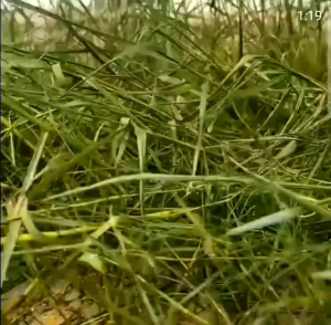 Kilgrass Panda Raja Pembunuh Gulma: Beli 3 Gratis 1