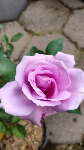 Sindo - Beautiful Roses for Your Garden  English Roses Live Plant - A Gardeners Dream