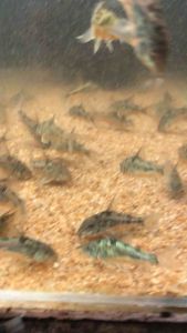 Pepper Corydoras/Readystock/Freshwater/OrnamentalFish