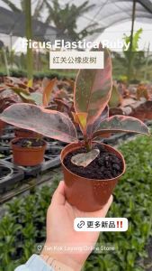 TKL - Ficus Elastica Ruby/Elastica Tineke 红关公/花金刚