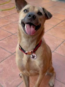 [READY STOCK] Custom Pet Name Tag Acrylic Custom Logo Name Photo