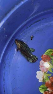 แม่พันธุ์หม้อเขียว100% สายพันธุ์เขี้ยวยาว อายุ 1 ปี 2 เดือนหงาย