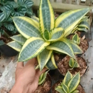 Tanaman Hias Sansivera Mini Golden - Tanaman Lidah Mertua Mini Murah