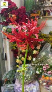 Hoa bỉ ngạn giả Hoa mạn châu sa Hoa mạn đà la Hoa bỉ ngạn lụa decor đạo cụ chụp ảnh cổ trang cosplay Kimetsu no Yaiba