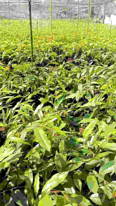 ต้นทุเรียนมูซังคิงเสียบยอดพร้อมลงแปลงปลูกชุด2ต้น*10ต้นแถม1ต้น