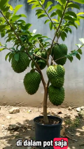 BIBIT TANAMAN SIRSAK RATU JUMBO 🌱Sirsak Ratu Adalah Jenis Sirsak Yang Rasanya Manis Asam Menyegarkan Lengket Di LidahBijinya Pipih Serta Sedikit.Sirsak Madu Nemiliki Keunggulan Dalam Bentuk Vuah Yang Cukup Vesar (Hingga 1.2Kg) Silahkan Cekout