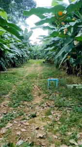 หน่อกล้วยตานี1หน่อ 55 บาท ปลูกง่ายโตเร็วมีทั้งแบบมีรากและไม่มีราก หน่อกล้วย กล้วยตานี