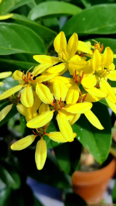 三星果藤植物花苗/Plants Flower Seedlings Tristellateia Australasiae/Anak Pokok Bunga Tristellateia Australasiae