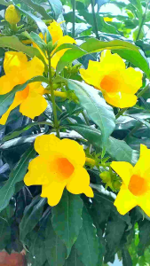 软枝黄婵植物花苗Anak pokok bunga Allamanda Cathartica . /Plant Flower Seedlings Allamanda Cathartica