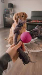 BECO Natural Rubber Ball on Rope Dog Toy