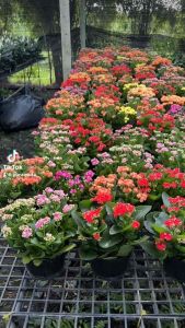 กุหลาบหินไม้อวบน้ำ ดอกซ้อน กระถาง5.5-6 นิ้วฟร์อมใหญ่กอ2-3ต้น สายพันธุ์ของกุหลาบหิน กุหลาบหินเป็นไม้อวบน้ำ เป็นไม้ประดับขนาดเล็ก ที่ปลูกง่าย อีกทั้งยังให้ดอกสวยงาม กุหลาบหินสายพันธุ์ Romona และ Tetra Vulcan ดอกกุหลาบหินเป็นสีแดง เป็นที่ได้รับความนิยมสู