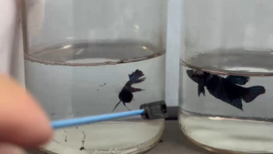 Bangkok better blue male ikan laga