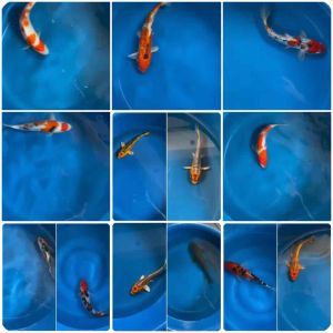 JAPAN KOI LOCAL BREED 6-7” PREMIUM GRADE 13pcs COMBO at RM1350 + shipping RM50 only ! ( after less 20% discounted )