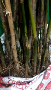 bambu jepang tinggi 1 meter 5 pohon
