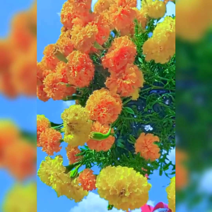 10 BIJI BENIH BUNGA MARIGOLD FRENCH MIXED