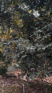 น้ำหมักมูลไก่ผสมไตรโครเดอร์มา สวนเกษตรวังจันทร์ 1 ลิตร (น้ำหมักมูลไก่)