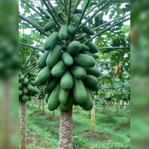 5 BIJI BENIH PEPAYA CALINA /CALIFORNIA (REPACK)