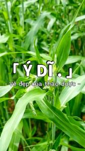 Ý dĩ nếp hữu cơ (Bo Bo Việt Nam)🌾 Túi 1 Kg 🌾Nấu các món canh hầm Chè dưỡng nhan đẹp da 🌾 bồi bổ sức khỏe tuyệt vời 🌾An tâm mua sắm tại omnimall