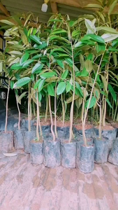 ต้นทุเรียนหมอนทองเสียบยอดความสูง 80-100ชม.