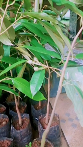 ต้นทุเรียนหมอนทองเสียบยอดพร้อมปลูกความสูง40-60ชม.ชุด5ต้น*ชื้อ10ต้นแถม1ต้น